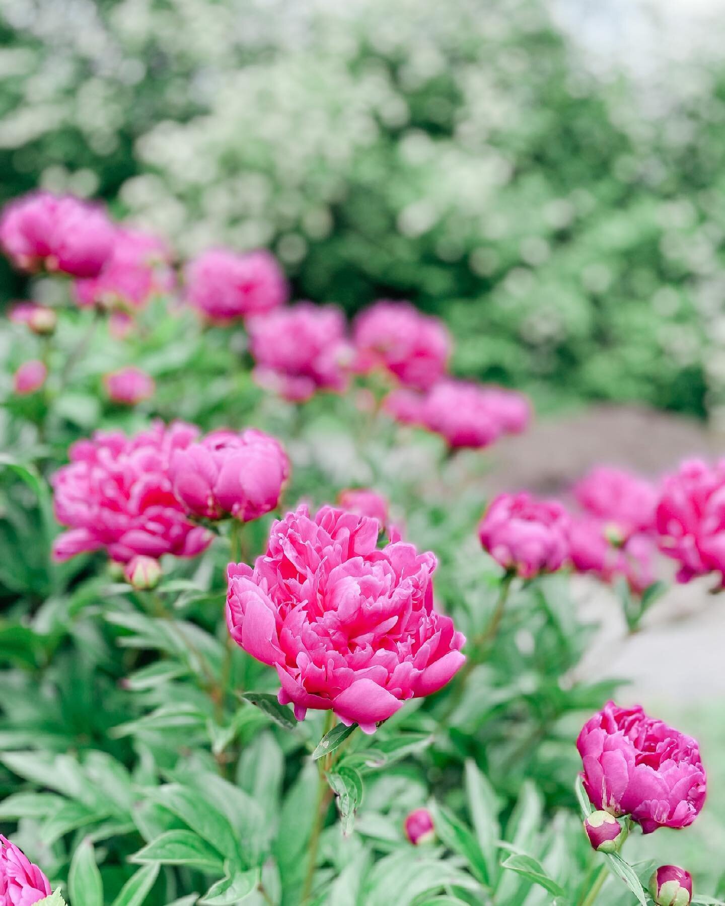 Do you also hurry, half-dressed and barefoot, into the garden,
and softly,
and exclaiming of their dearness,
fill your arms with the white and pink flowers,

with their honeyed heaviness, their lush trembling,
their eagerness
to be wild and perfect f