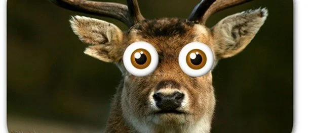 Responses to Danger: Freeze