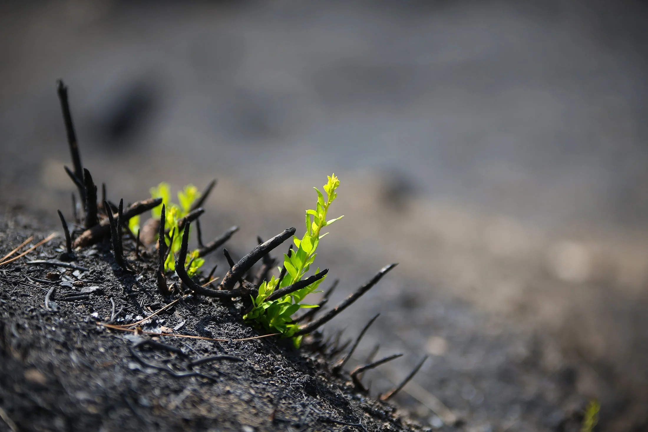 Controlled Burn Bible Study
