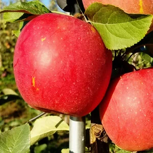 Apple Picking | Hidden Gem Orchard | Southbury, CT