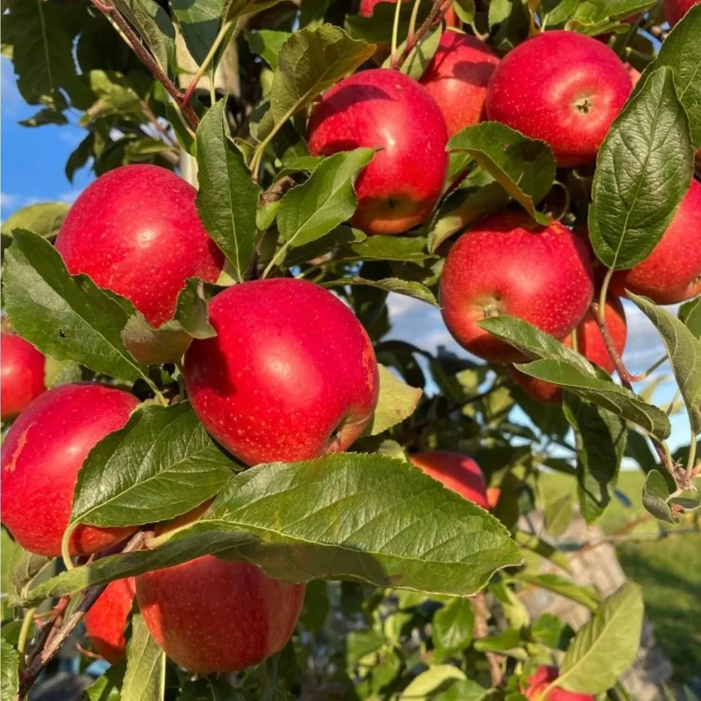 The farm stand is packed, and lots of apples remain on the trees for pick your own this weekend. We will also be open on Monday for the holiday from 10 AM to 4 PM.  We planned to be open for pick your own too, but it looks like the predicted rain wil