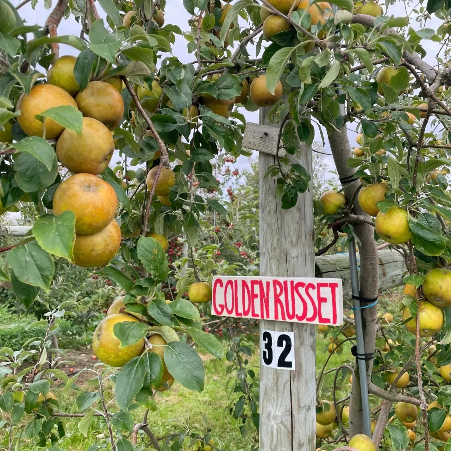 We are heading into the third weekend of October, and there are still lots apples to pick here at HGO.  In fact, we're opening up a couple of late ripening varieties that have been closed off until now - Mutsu and Golden Russet.

Here is the complete