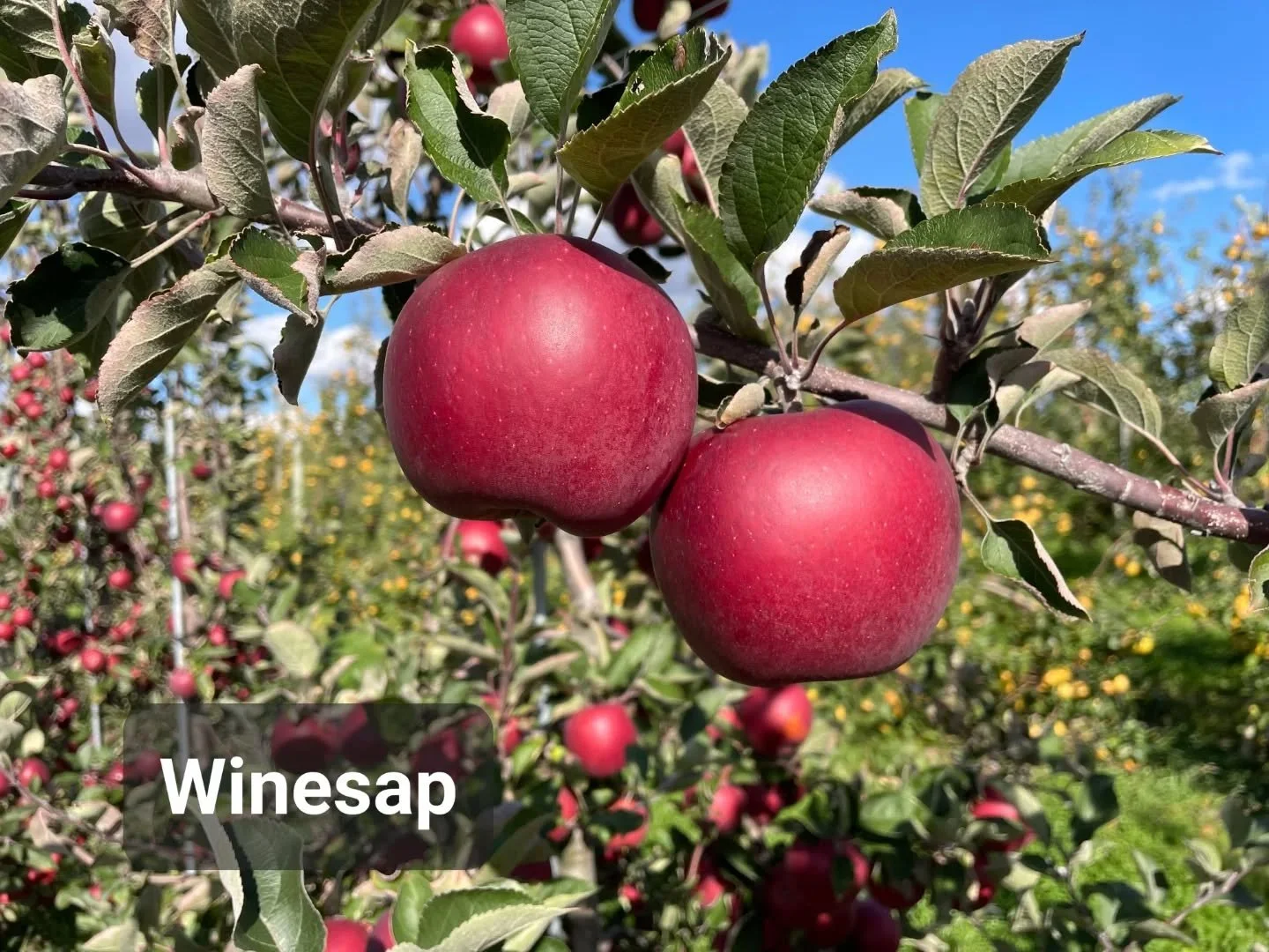 The last of the hold outs will be at the farm stand this weekend. We now have Winesap, Baldwin, Grimes Golden, and Calville Blanc available. The supply of Calville Blanc is very limited and will likely not last more than one or two weekends.

This wi
