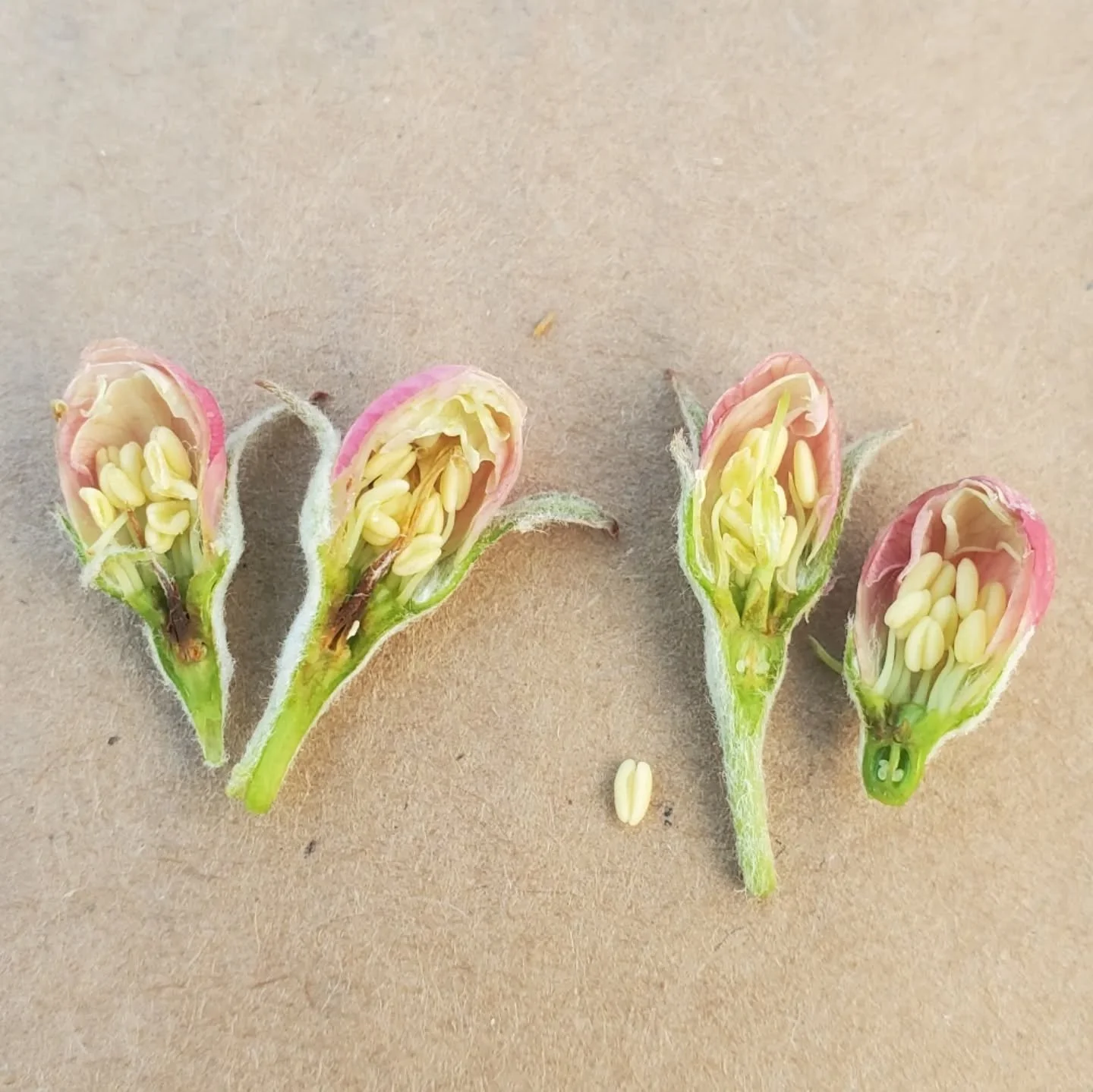 Crop Update &mdash; and its a tough one... 

The bad news: Hidden Gem Orchard was hit with a devastating freeze the night of April 20/21. The lowest part of the orchard dropped to&nbsp;22.4&deg;F, with most areas bottoming out around&nbsp;25&deg;F&md
