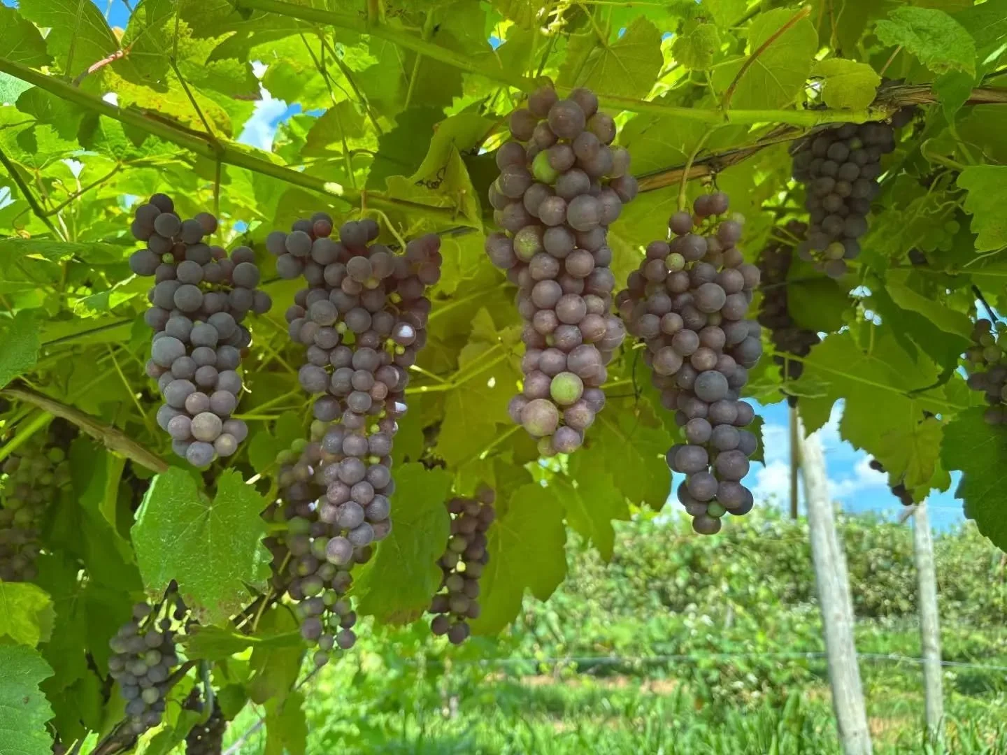 A little teaser of the sweetness to come... 🍇 

#grapes #verasion #ctgrown #hiddengemorchard #southbury