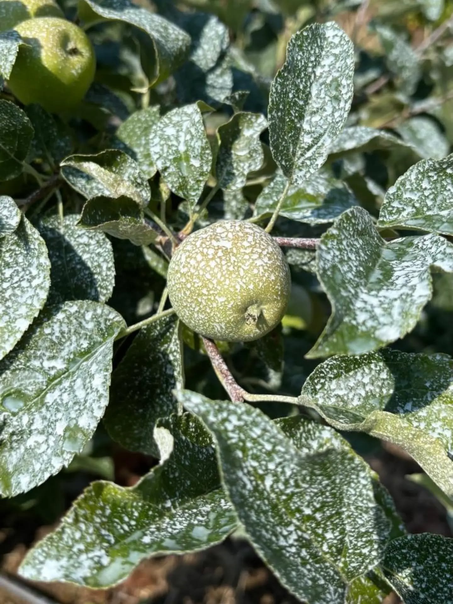Apple sunscreen? Yes, it&rsquo;s a thing. 🍎☀️
Just like human skin, apples are highly susceptible to sunburn and heat stress when temperatures spike. 

In advance of the coming 100&deg;F heat wave, we sprayed our trees with Surround WP. It's a speci