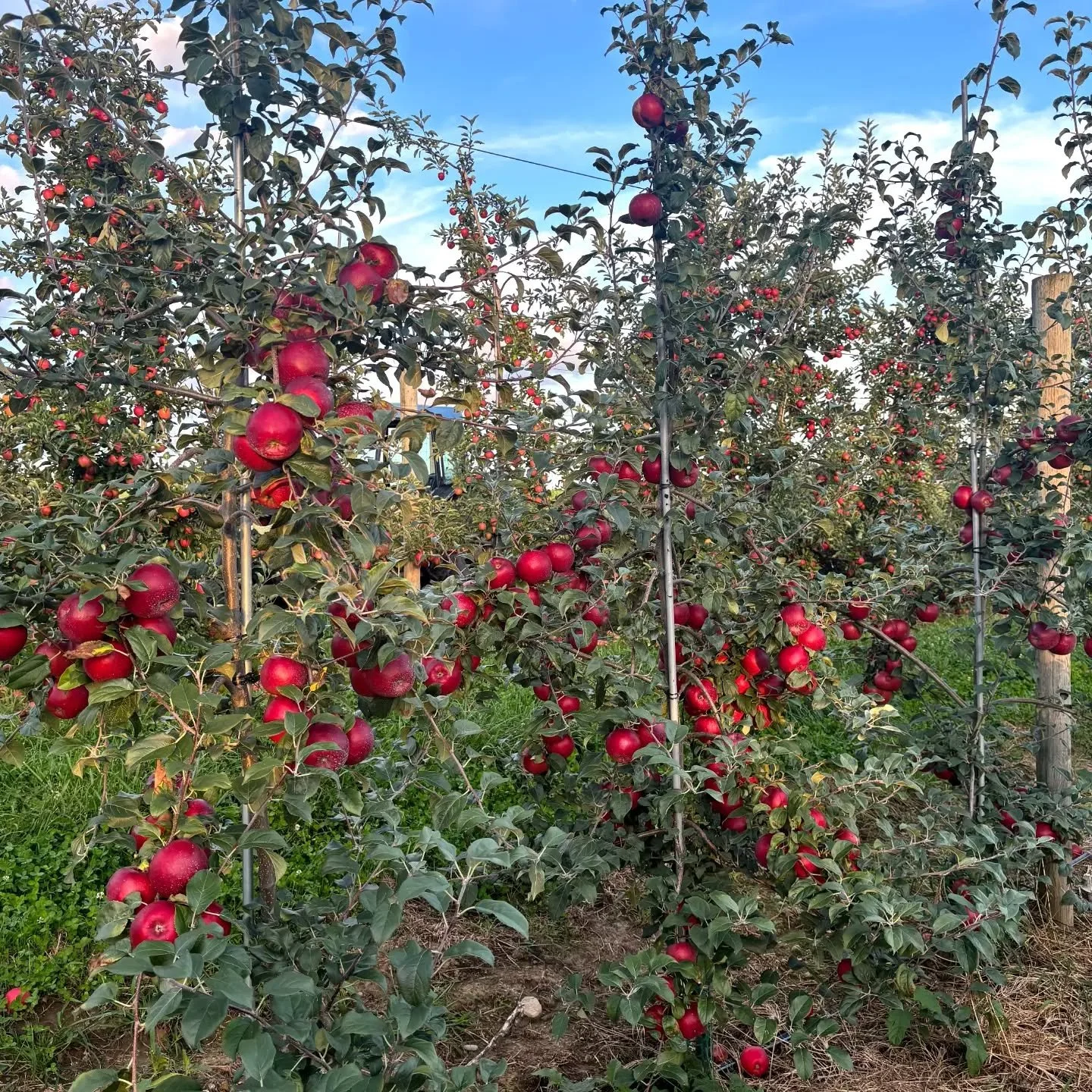 A  true hidden gem milestone!&nbsp;🍎✨ 

Take a look at these incredible two-year-old trees! Planted just last year in April&nbsp; 2025; they are already carrying a beautiful crop. No, this isn't an AI trick. Albeit it is highly unusual to see fruit 