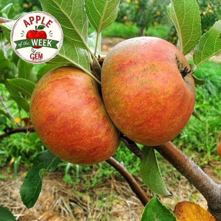Hidden Gem Orchard is excited to launch our "Apple of the Week" series! 

Located in Southbury, Connecticut, we offer 38 rare and unique apple varieties. Each week, we'll highlight a different apple, sharing its story, taste, and ideal uses