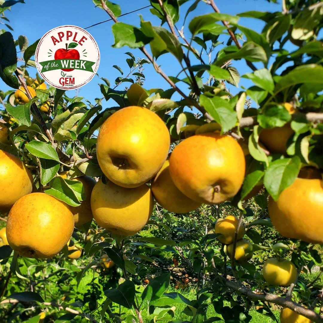 Apple of the Week: Pink Pearl 🍎

If you've never cut into a Pink Pearl apple before, you're in for a surprise! Beneath its yellow-green skin is beautiful pink to rosy-red flesh that makes this one of the most eye-catching apples you'll ever see.

De
