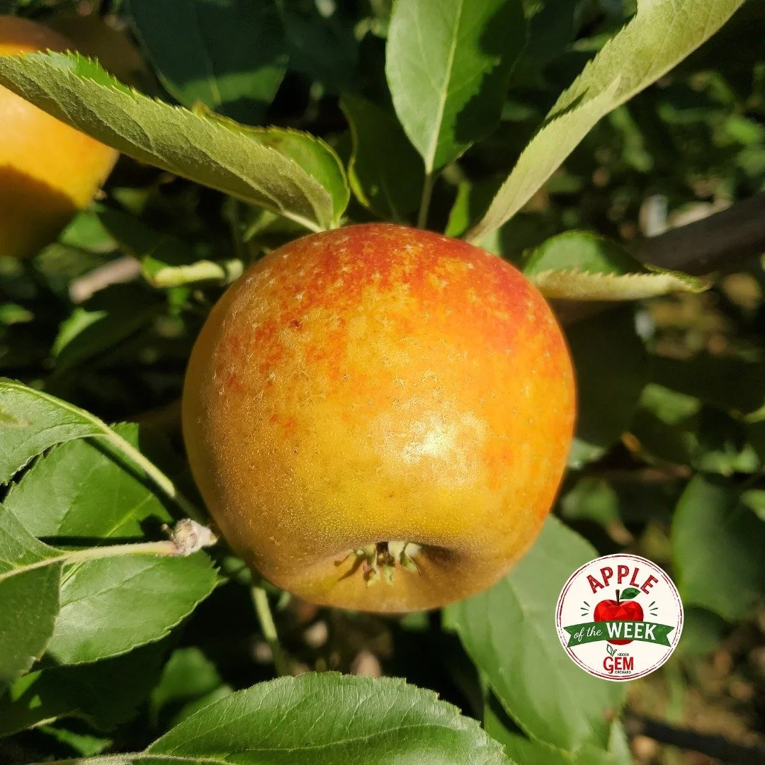 Apple of the Week: Ashmead's Kernel

Some apples are crowd-pleasers. Others develop a loyal following among those who appreciate bold, distinctive flavors. Ashmead's Kernel is firmly in the second category.

Dating back to the 1700s in Gloucester, En