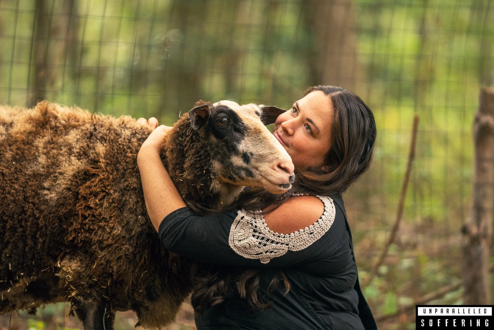 sheep animal rescue