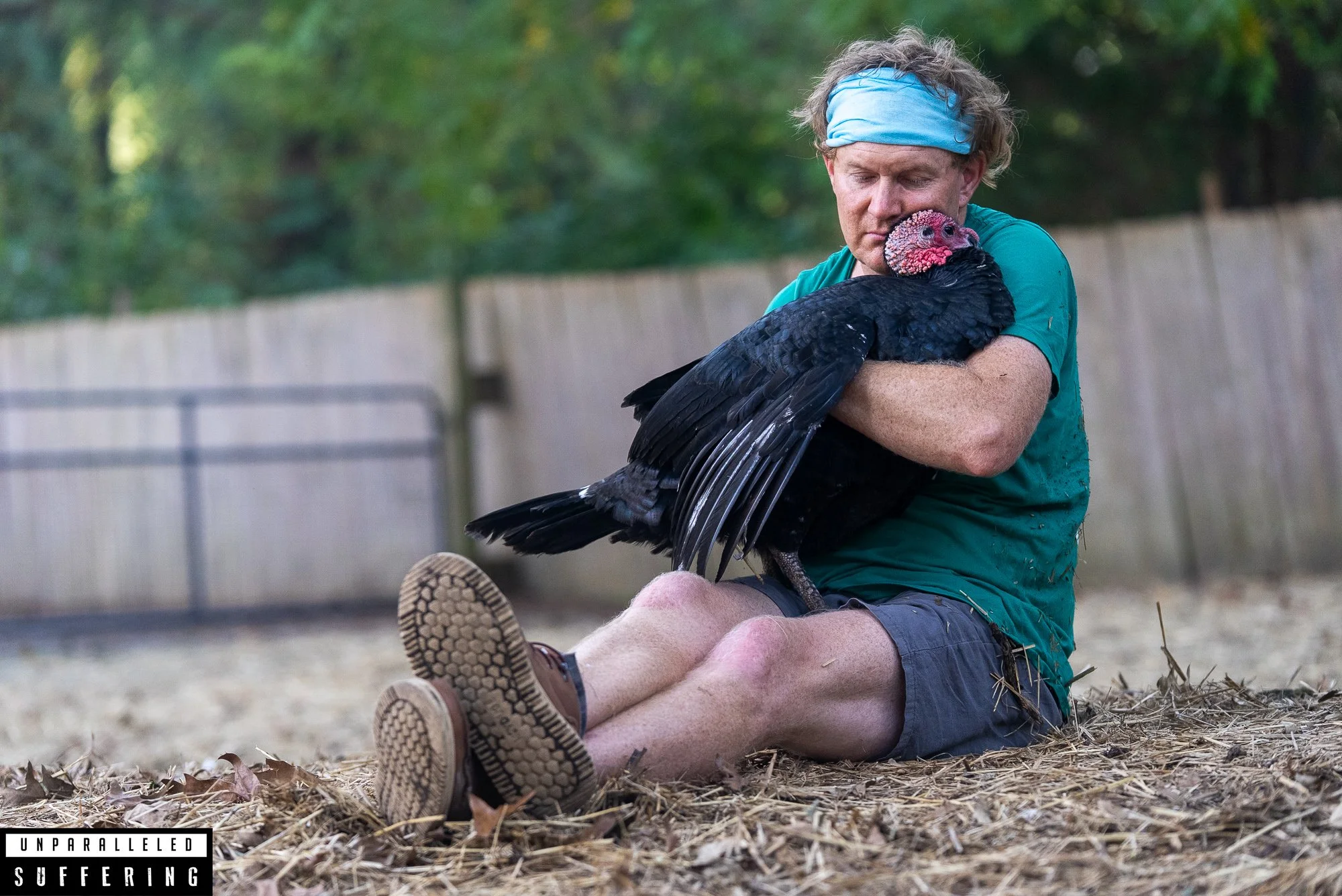 life with pigs sanctuary rescued turkey.jpg