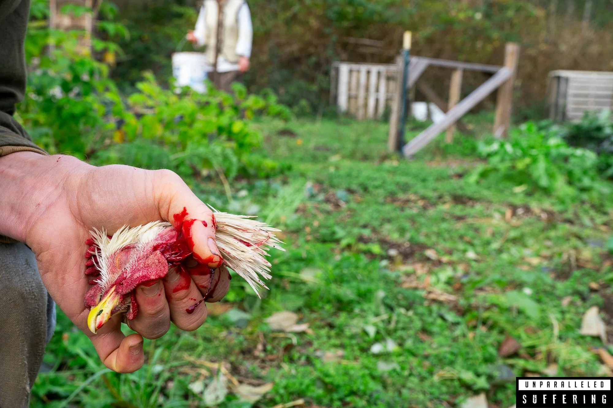 Chicken slaughter small humane farm pasture raised.jpg