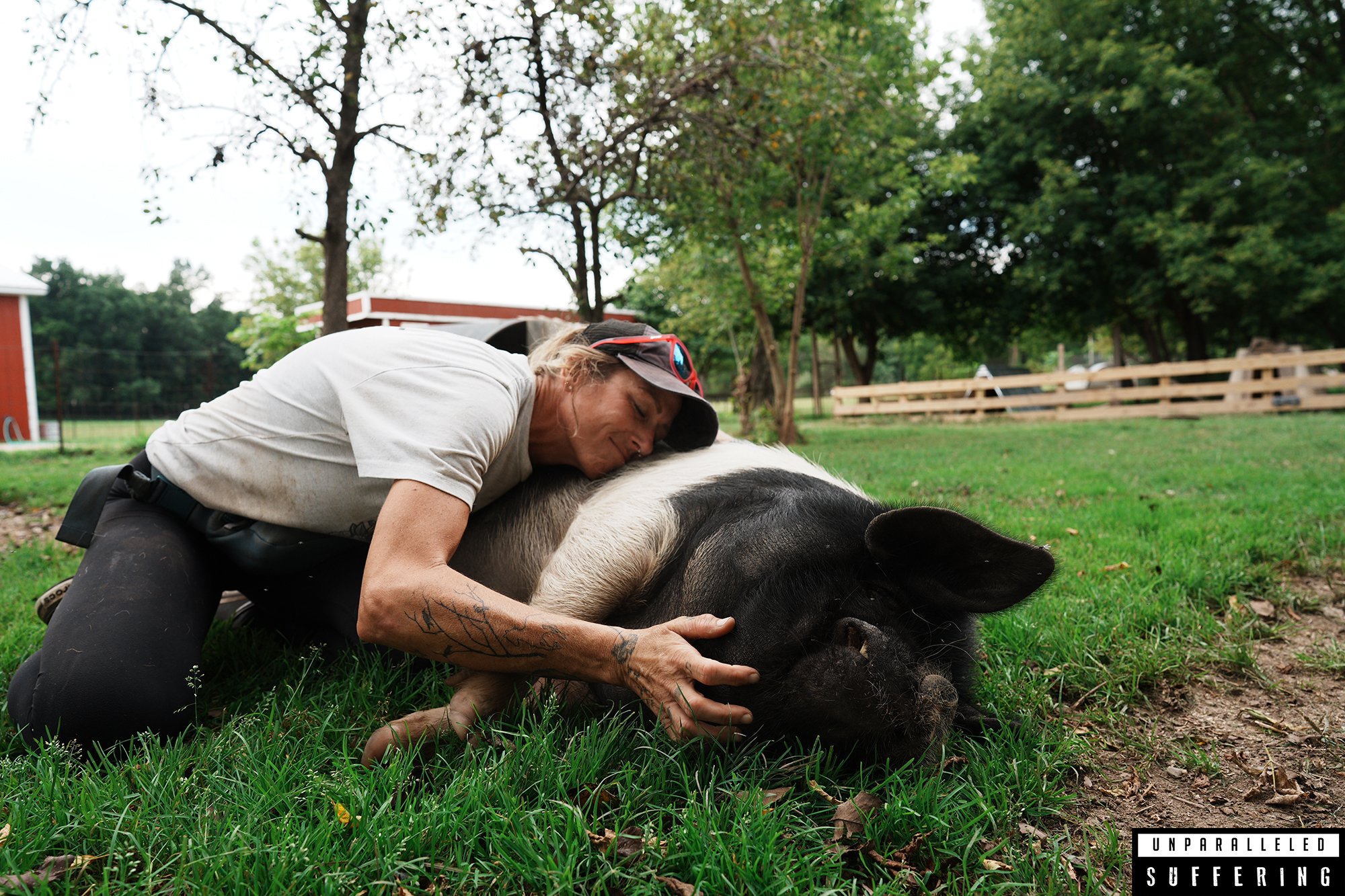 sasha farm sanctuary rescued pig.jpg