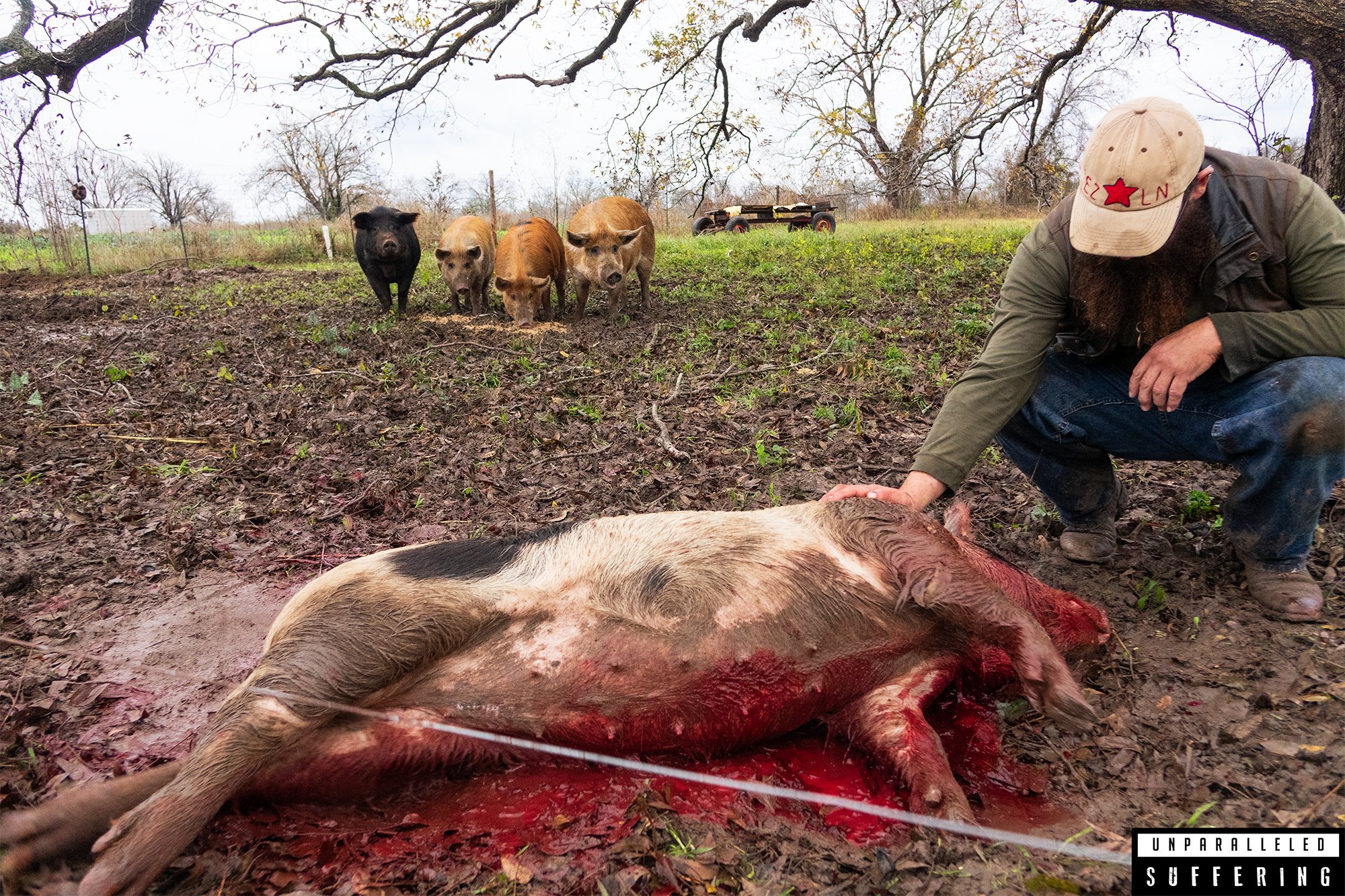 humane pig slaughter small farm.jpg