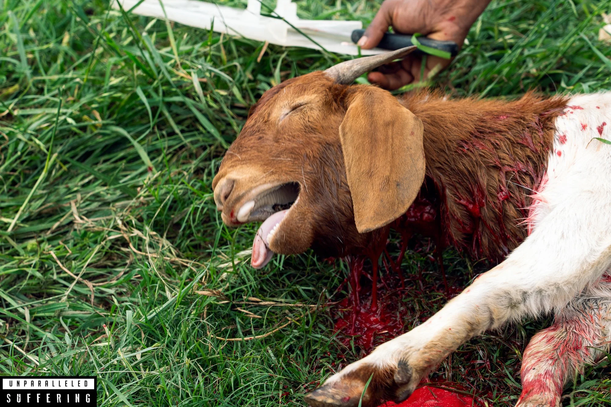 Goat slaughter small halal farm.jpg