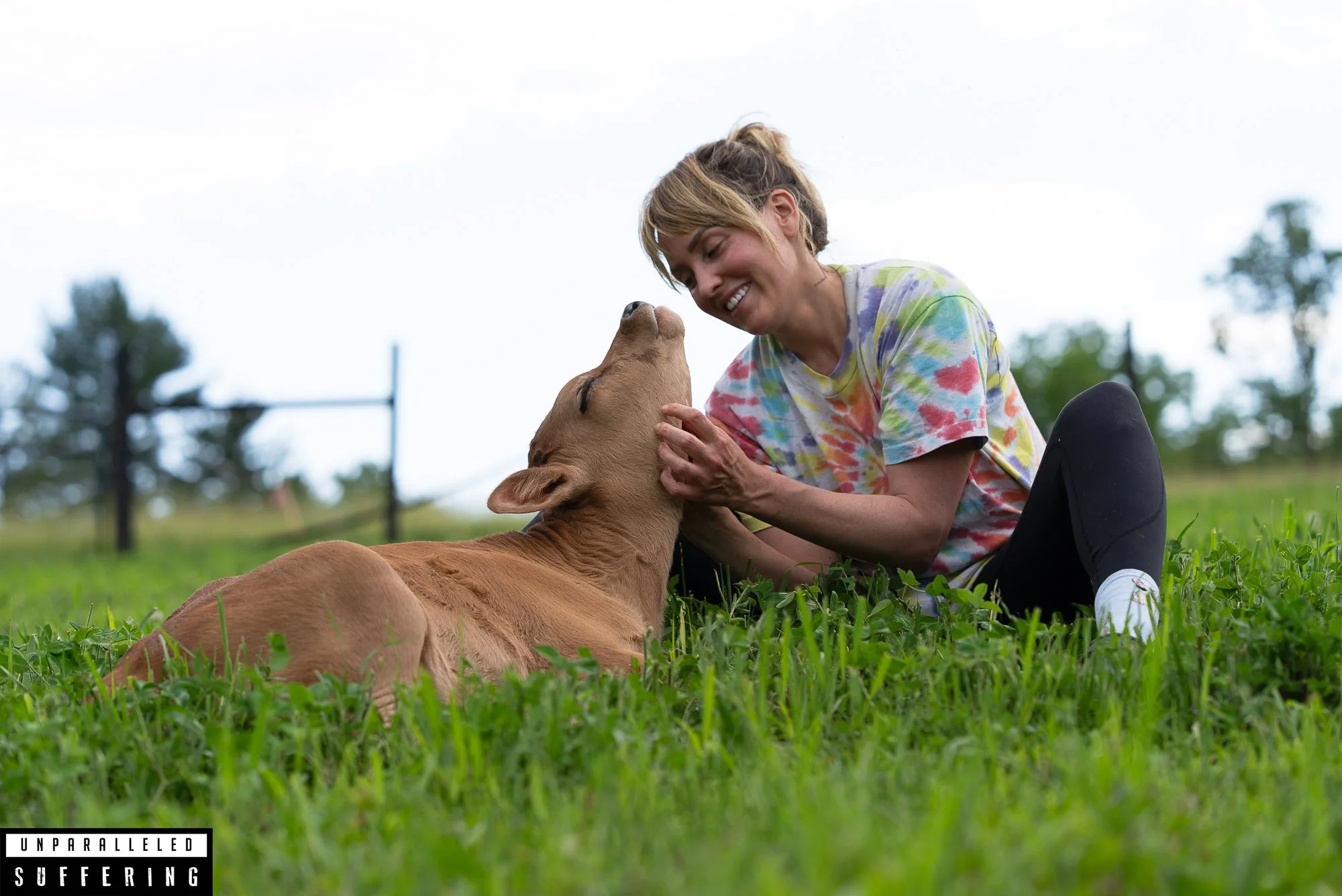 born to run animal sanctuary rescued jersey calf cow.jpg