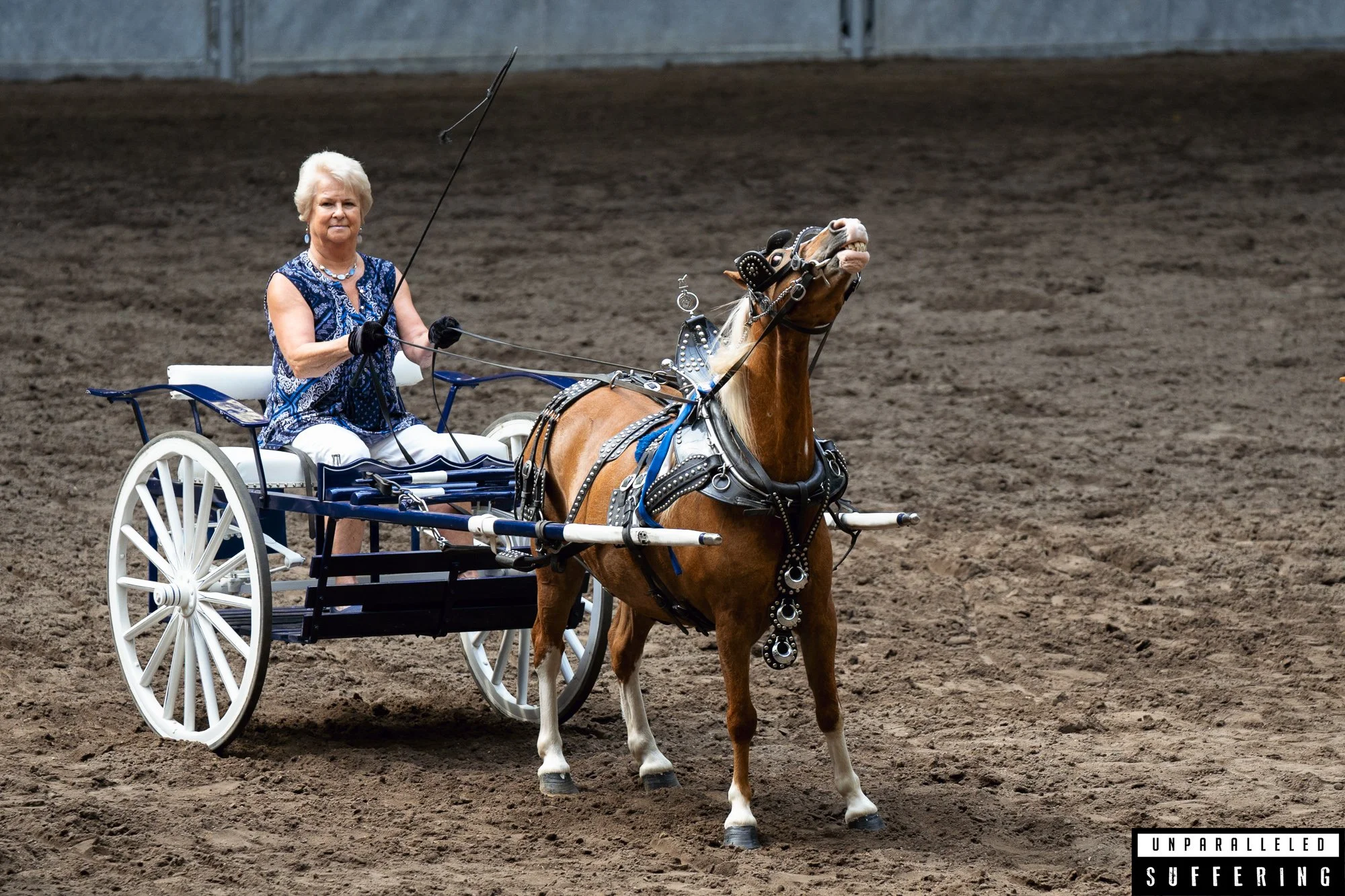 horse at pa farm show.jpg