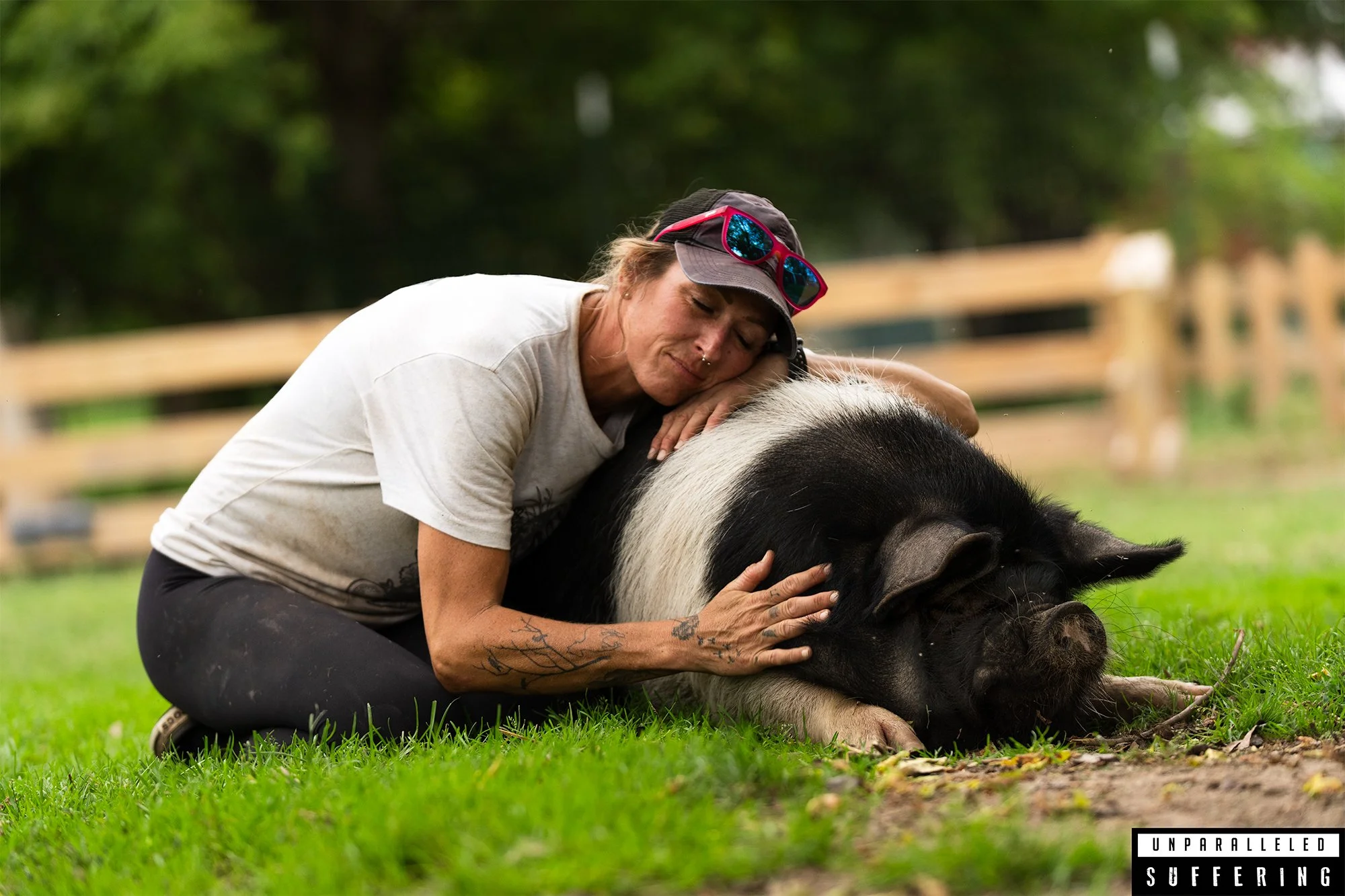 sasha farm sanctuary rescued pig.jpg