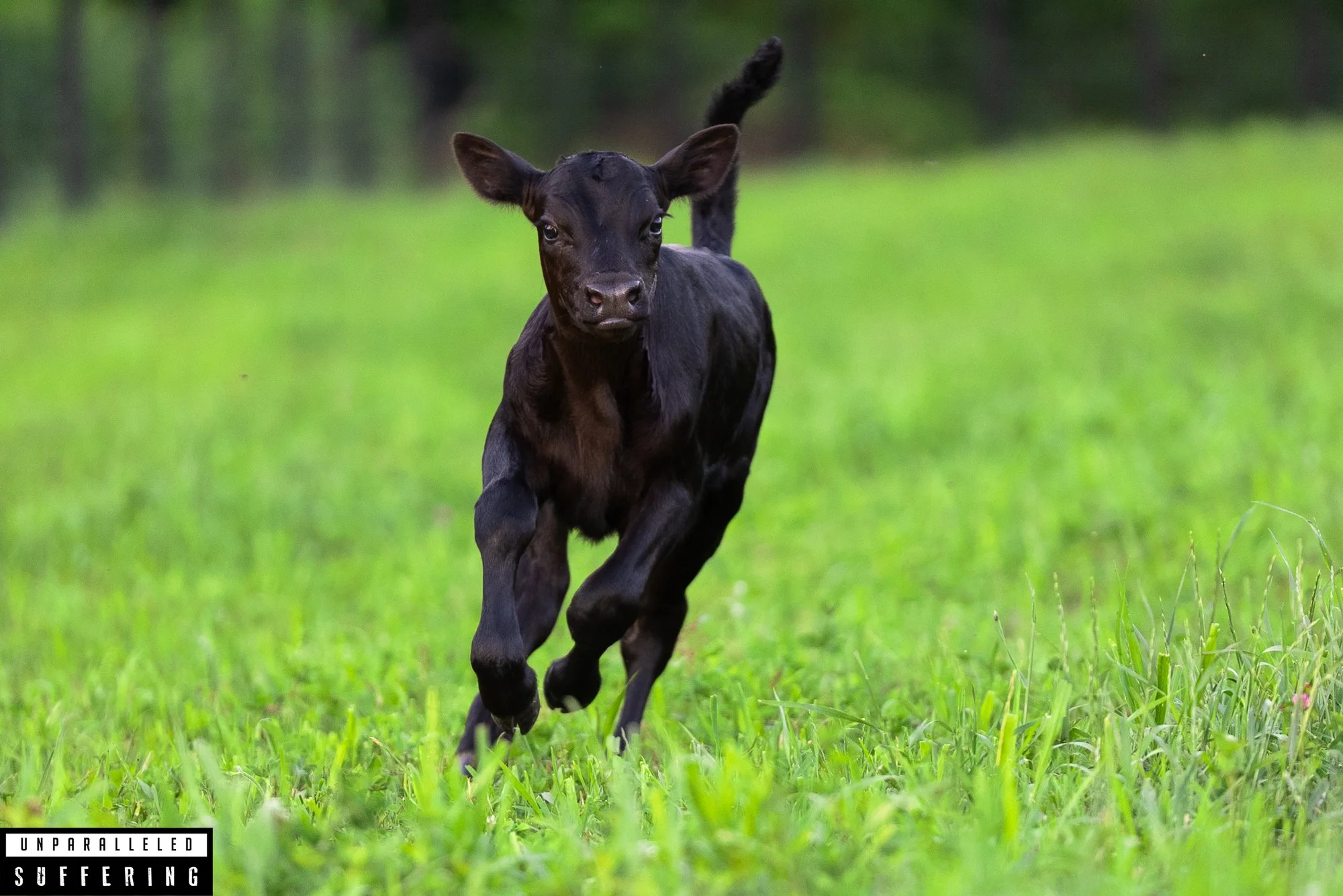 Born To Run-12.jpg