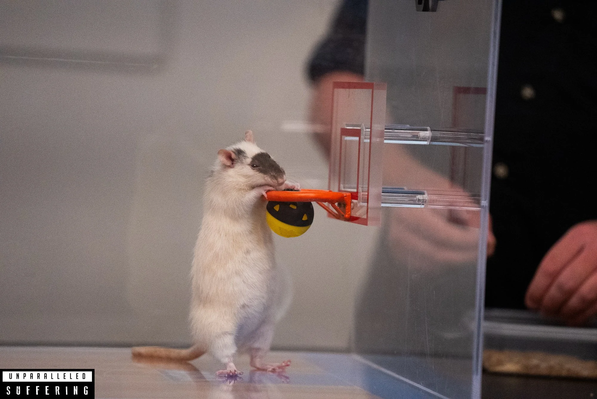 Time Square Rats Rat Basketball — Unparalleled Suffering