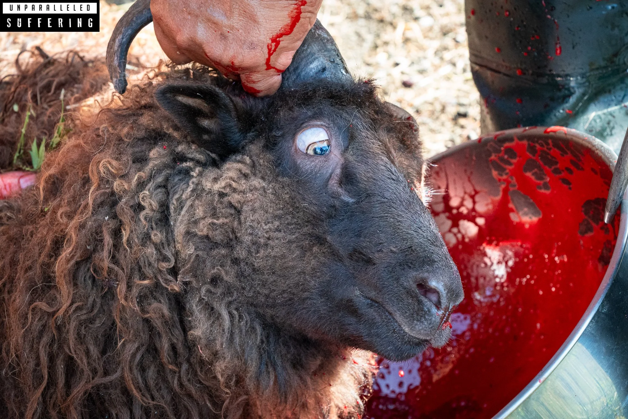 humane sheep slaughter small farm.jpg