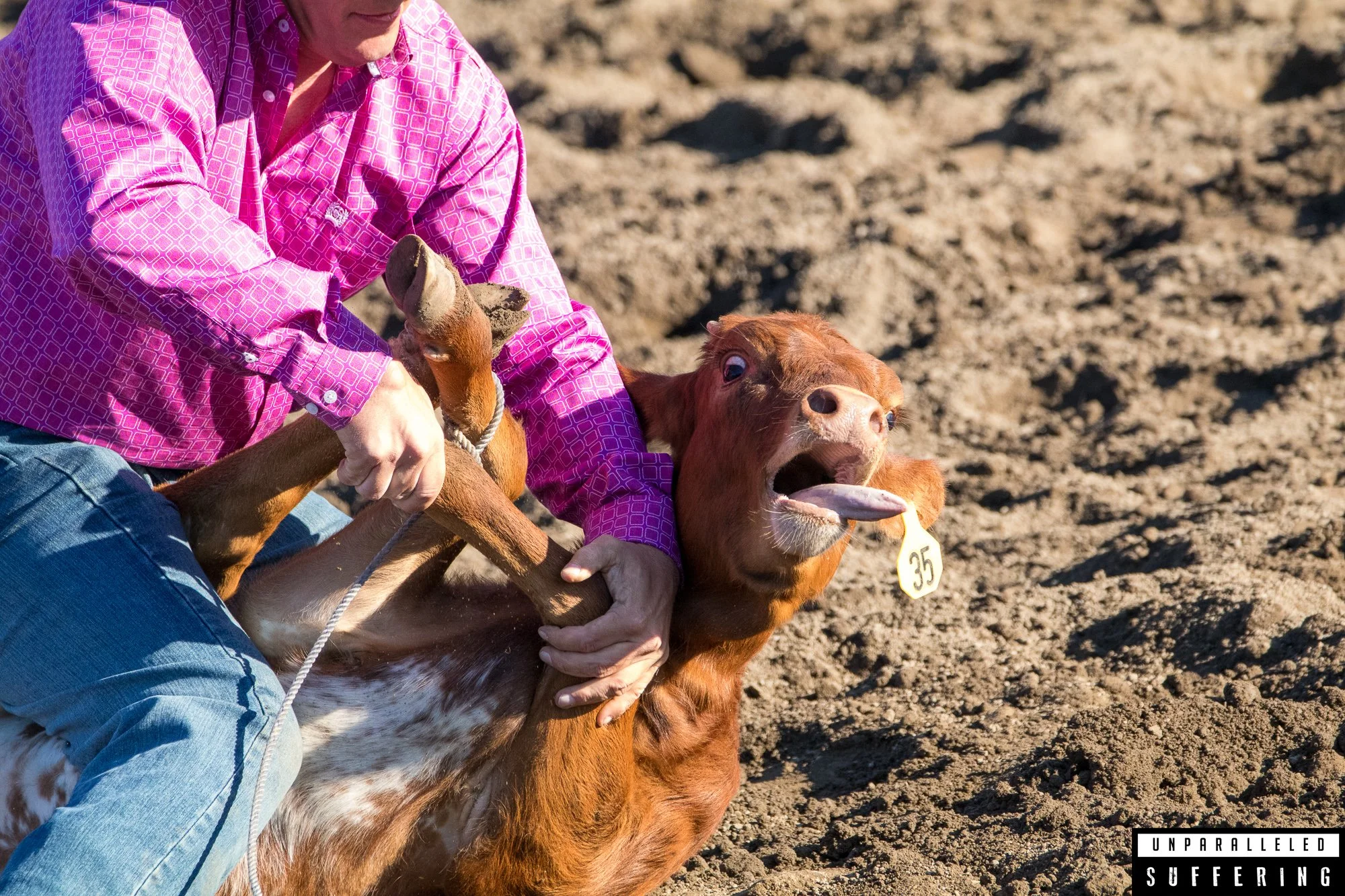 calf roping tie down rodeo cruelty.jpg