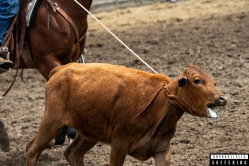 Calf Roping — Unparalleled Suffering