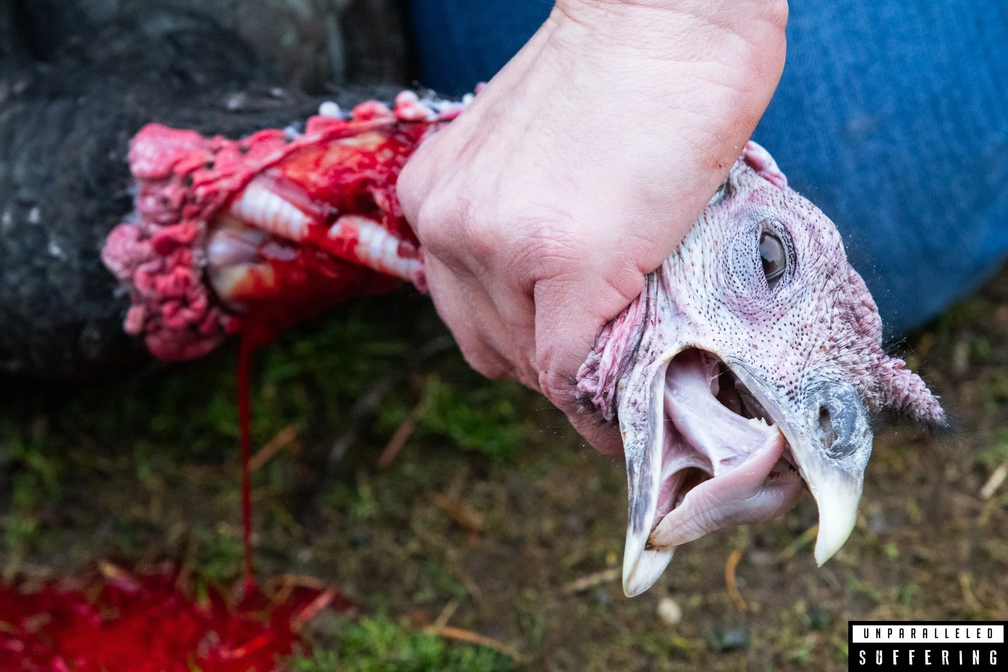 turkey slaughter on humane farm.jpg
