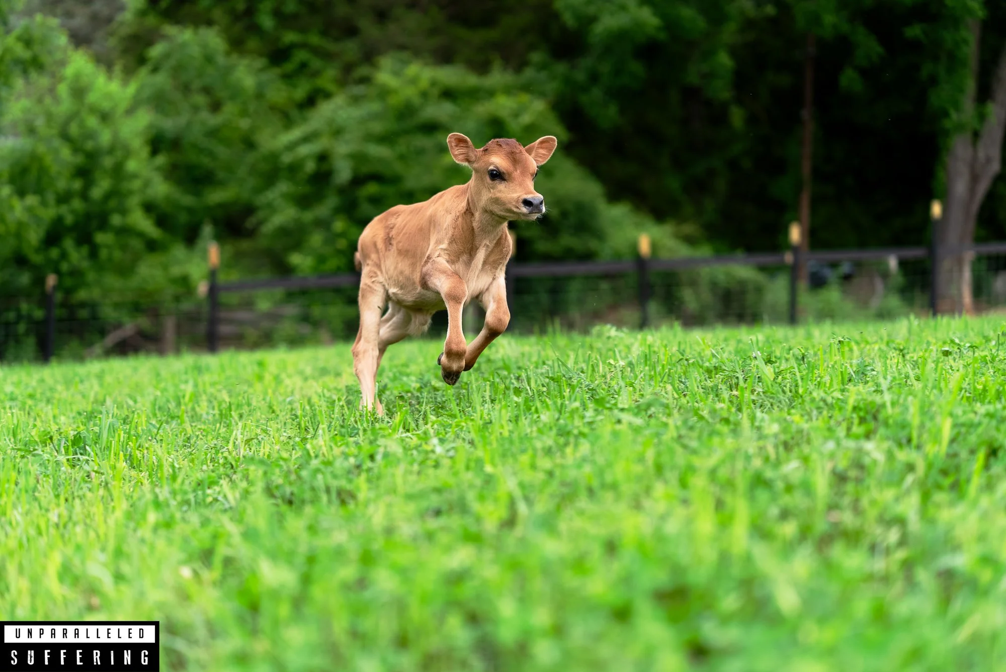 Born To Run-4.jpg