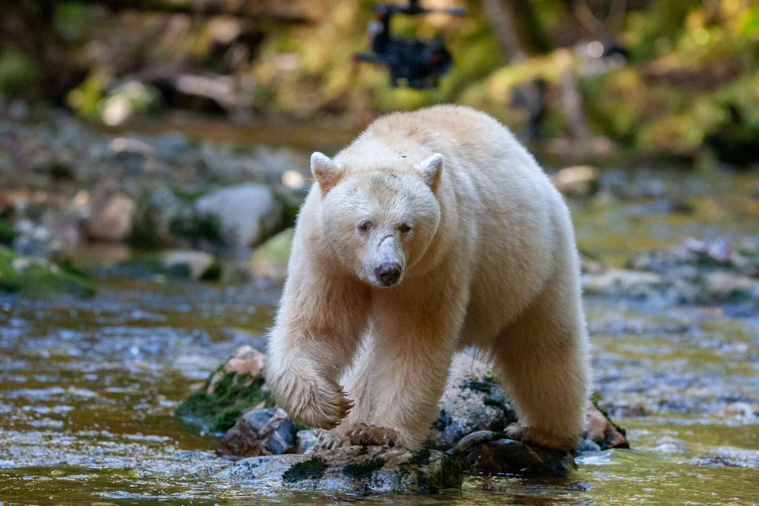 Spirit Bear-smaller-AdobeStock_292385311.jpeg