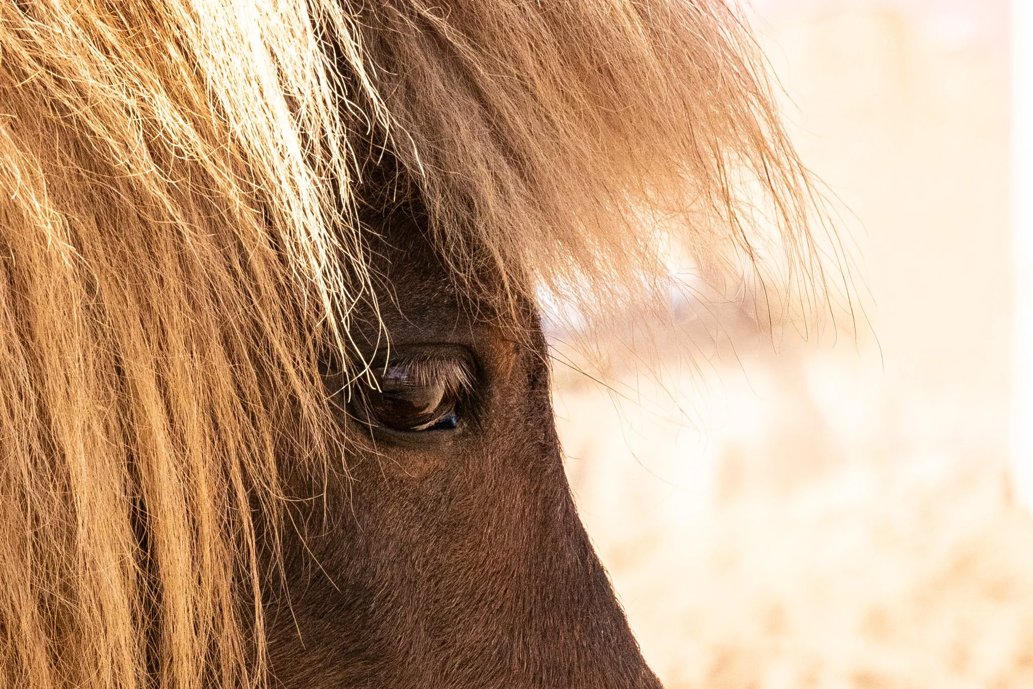 Healing Heroes Through Horsemanship Final039.jpg