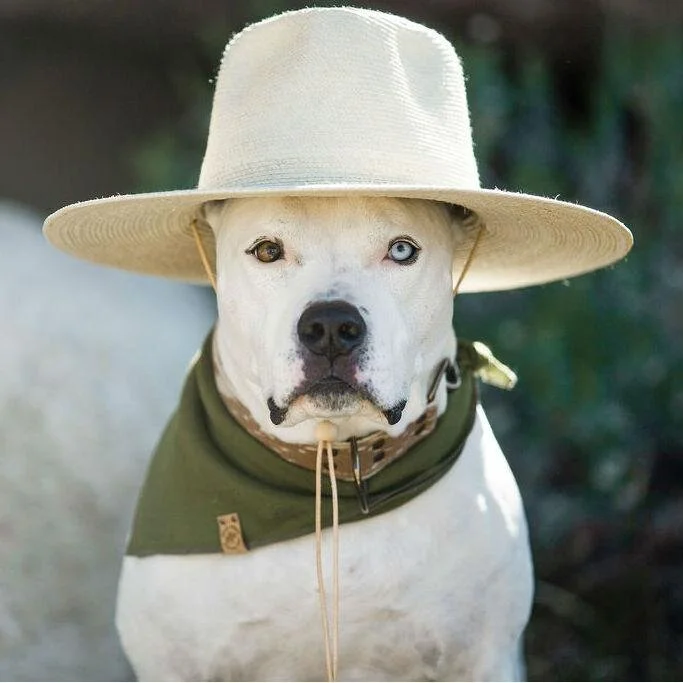 Linen Dog Bandana / $24