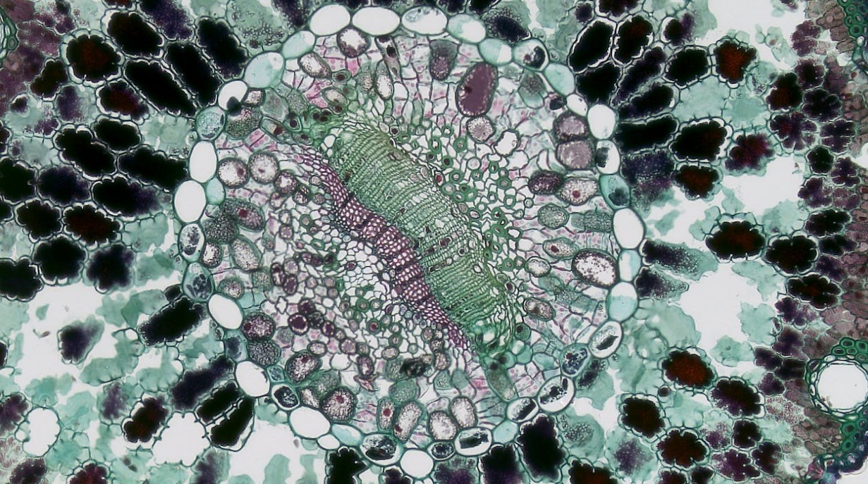 Tiering System and Corporate Function Operating Model
