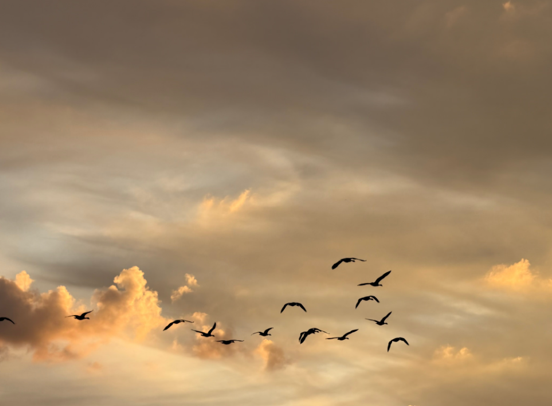 The New Competitive Advantage Is Organizational Speed