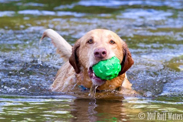 3rd Coast Labrador Retriever Rescue