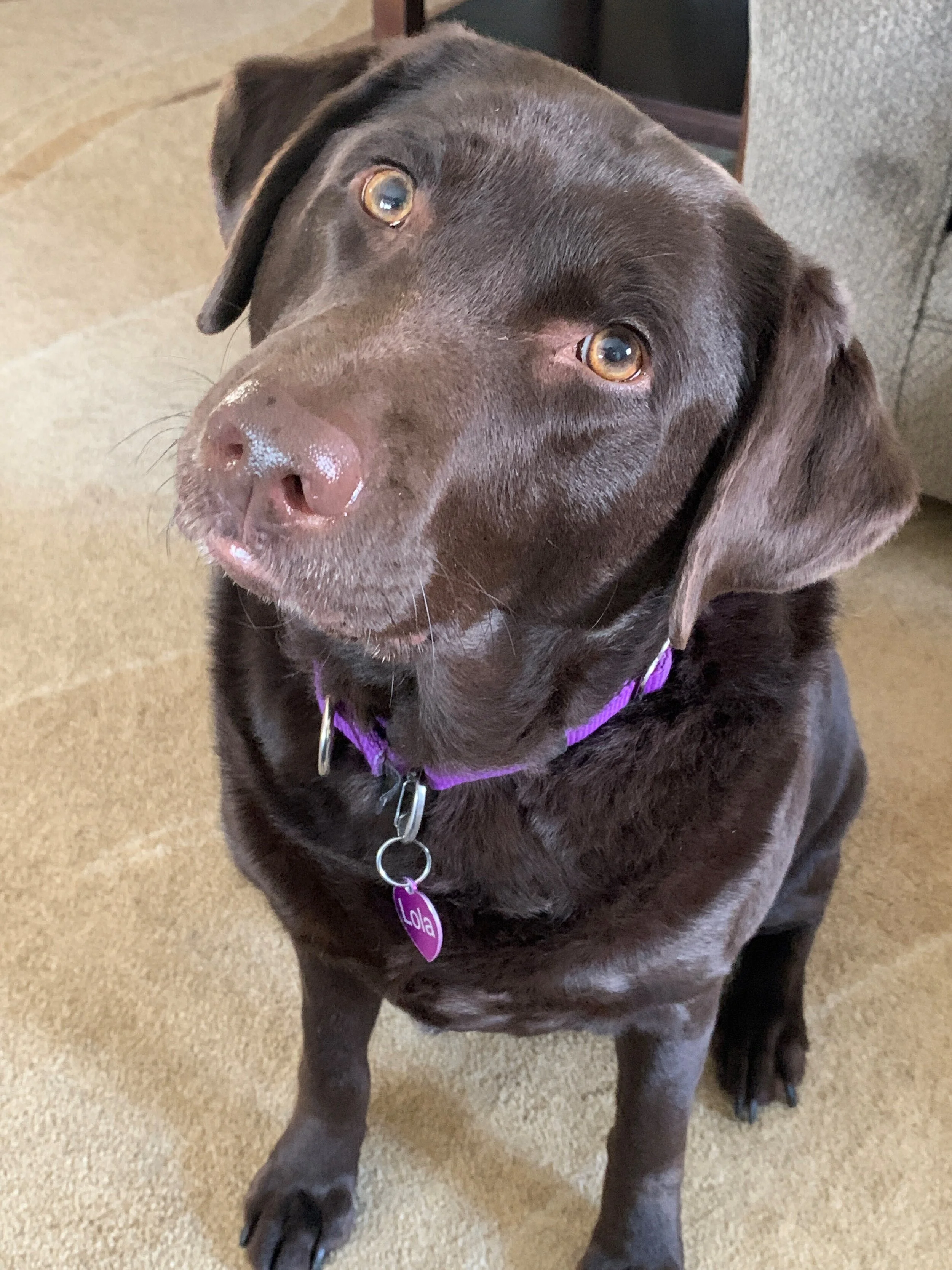 Chocolate Lab Lab Shelters Near Me Dog Adoption Labrador Puppy
