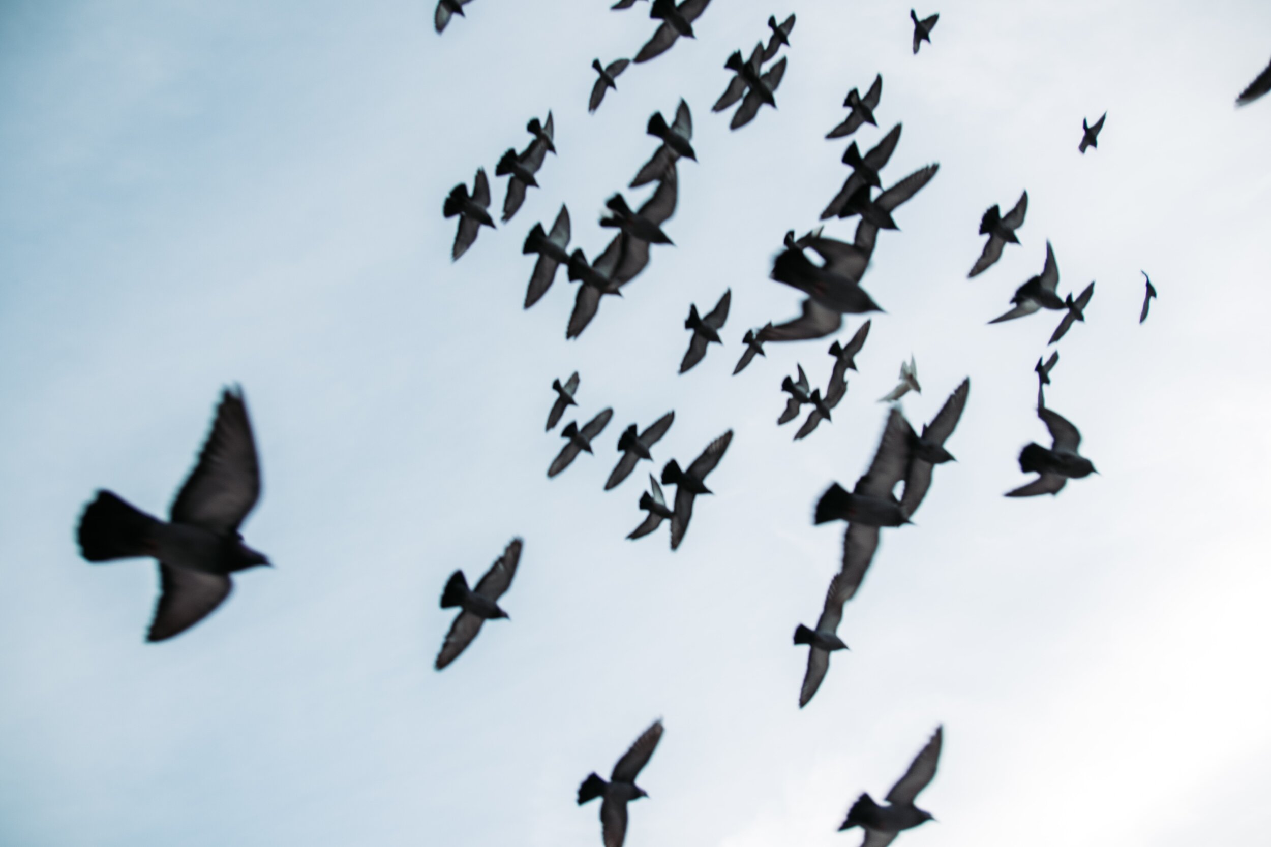 Blackbird