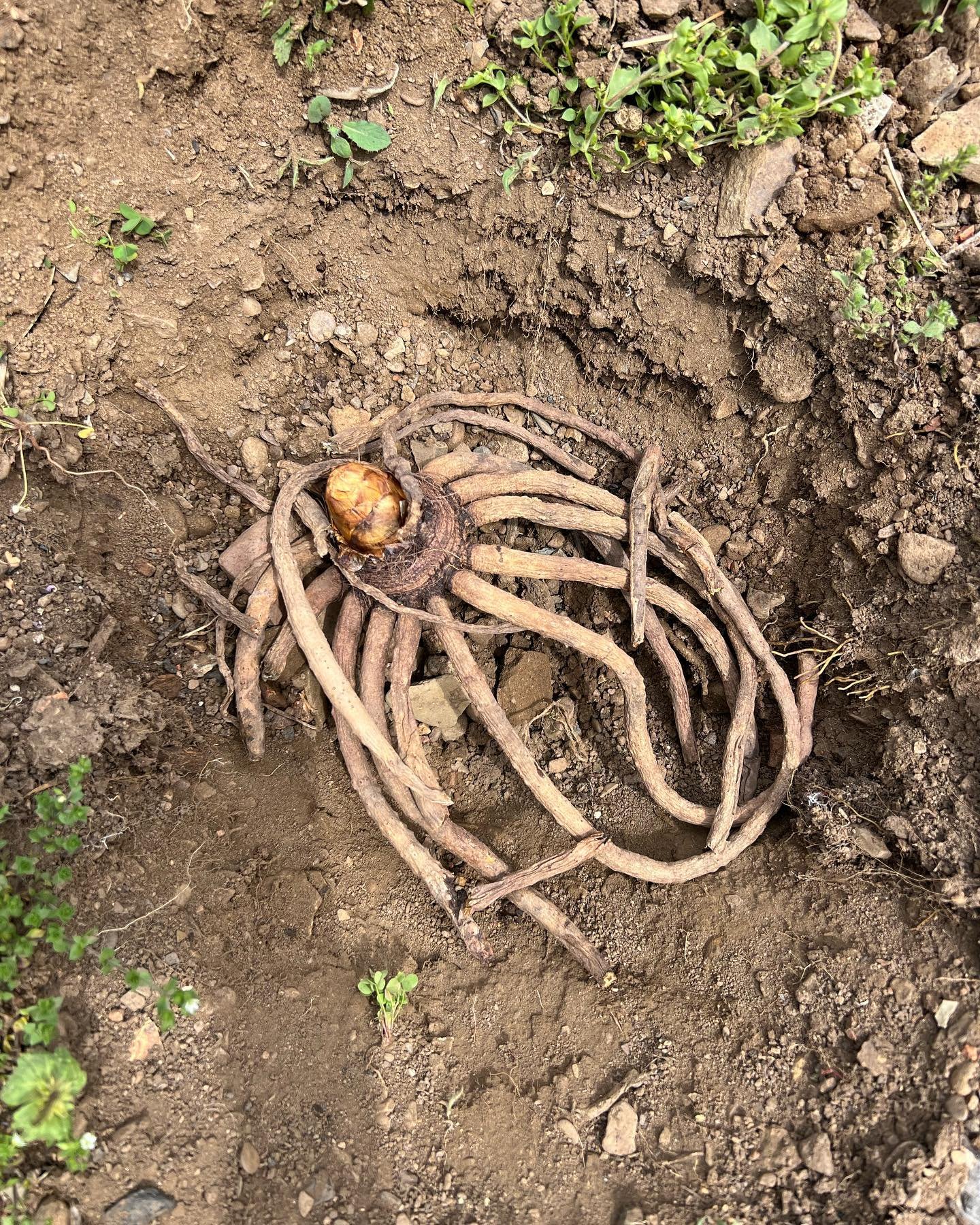 First @bloomfieldpgh market of the season is #tomorrow . And today we&rsquo;re planting octopi.

Harvest was finished in record time. Leaving time for @_lindzard and I to get a good amount of field work done. Over the years, we&rsquo;ve bonded over o