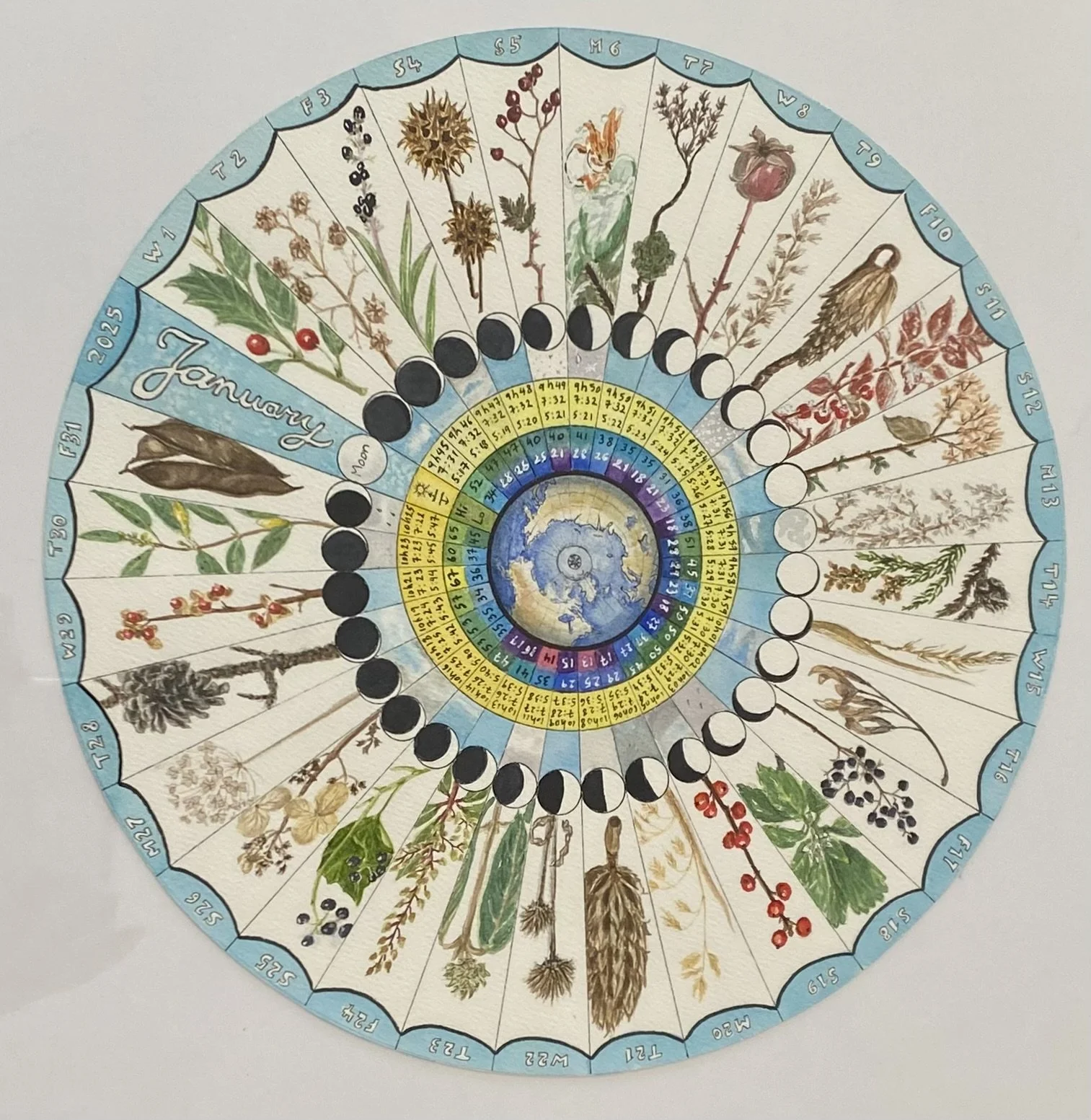 Phenology Wheel (January 2025)