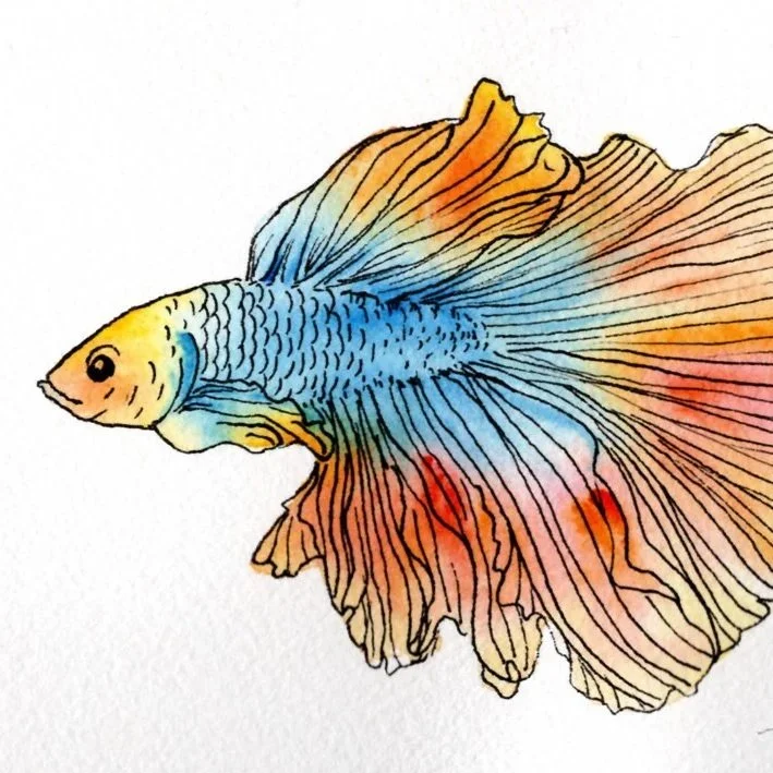Rainbow Betta