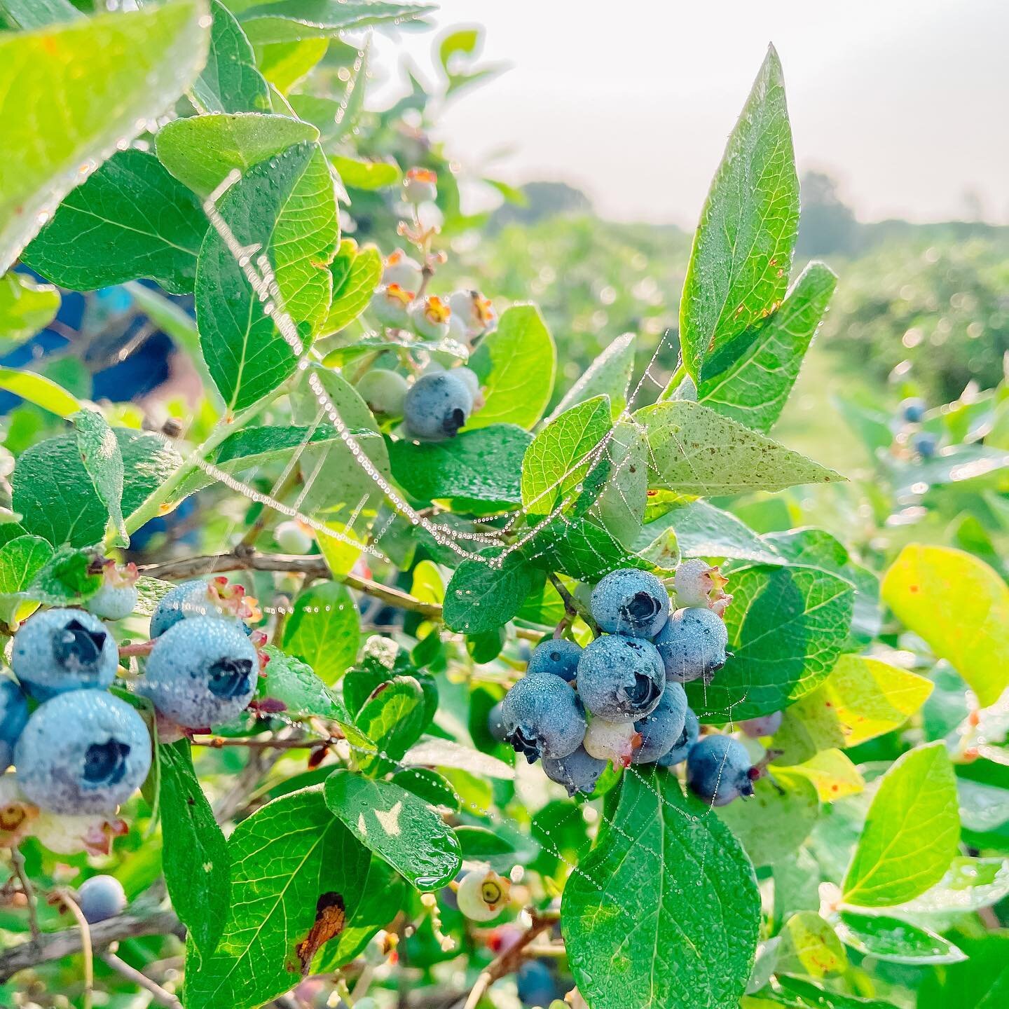 We woke up early to conquer blueberry picking! The berries were gorgeous, the weather was delightful, and the company was lovely. So blessed to have an organic upick right down the road and now we're all stocked up for the coming year!
