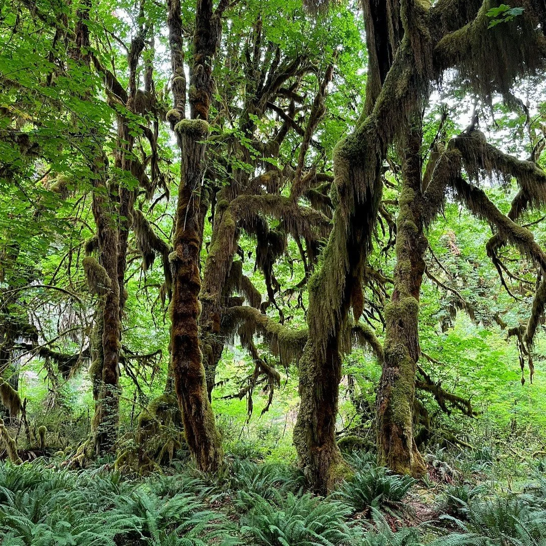 After Phil and I had spent a few days in the Olympic Penninsula some of our family and friends started arriving for our elopement weekend in Olympic National Park. We set up camp in the Hoh Rainforest and hiked the trail where Fil Beezy and I would s