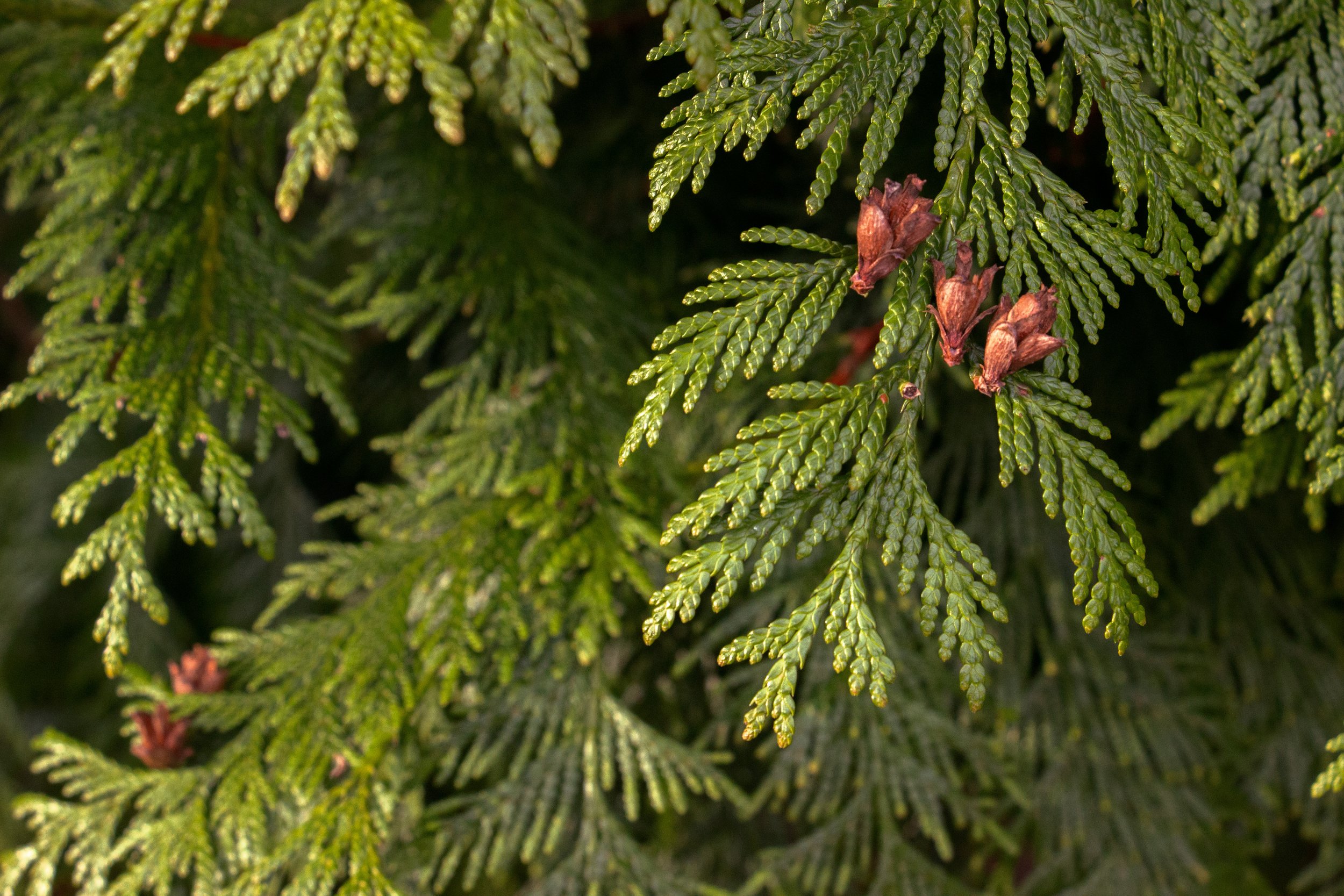 Krimsey_Lilleth_Western Red Cedar CLOSE.jpg