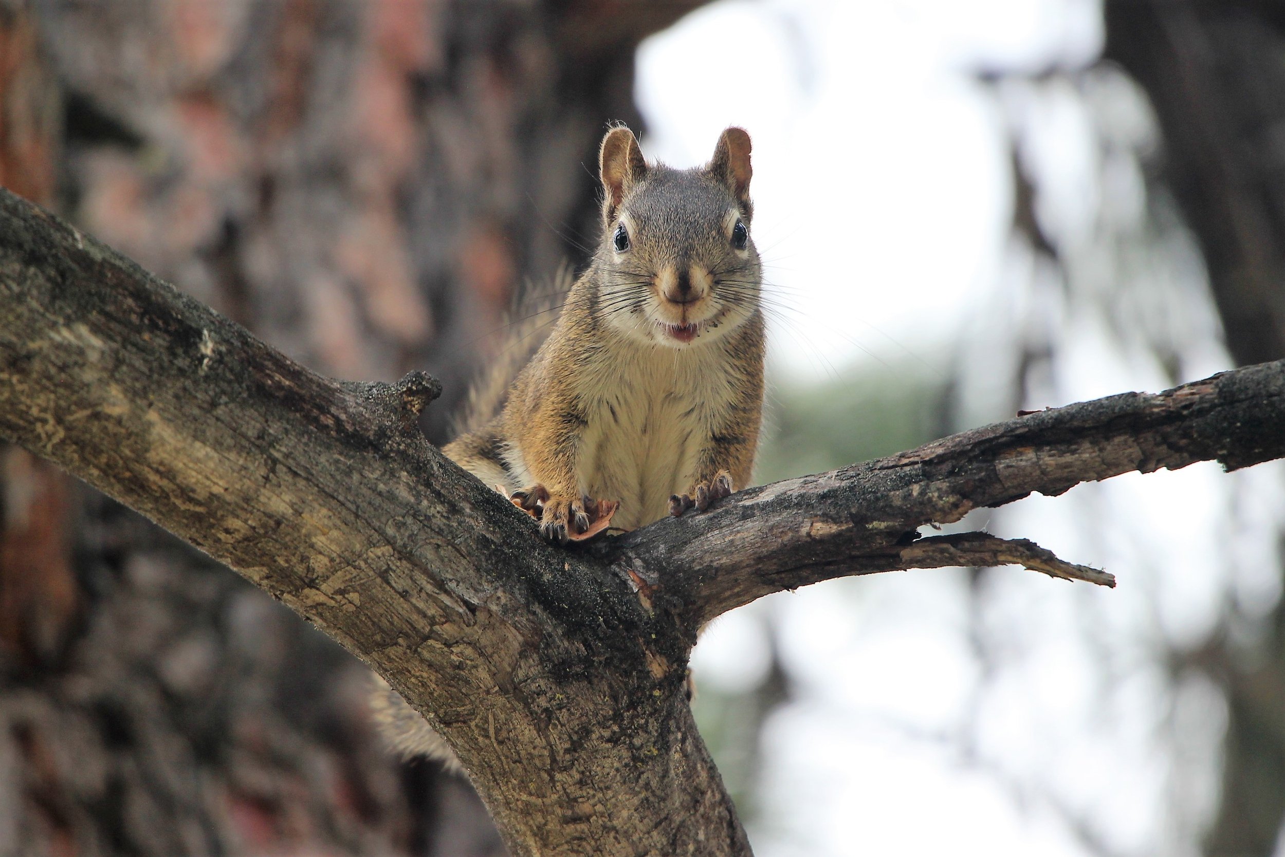 Curious Smiling Squirrel.jpg