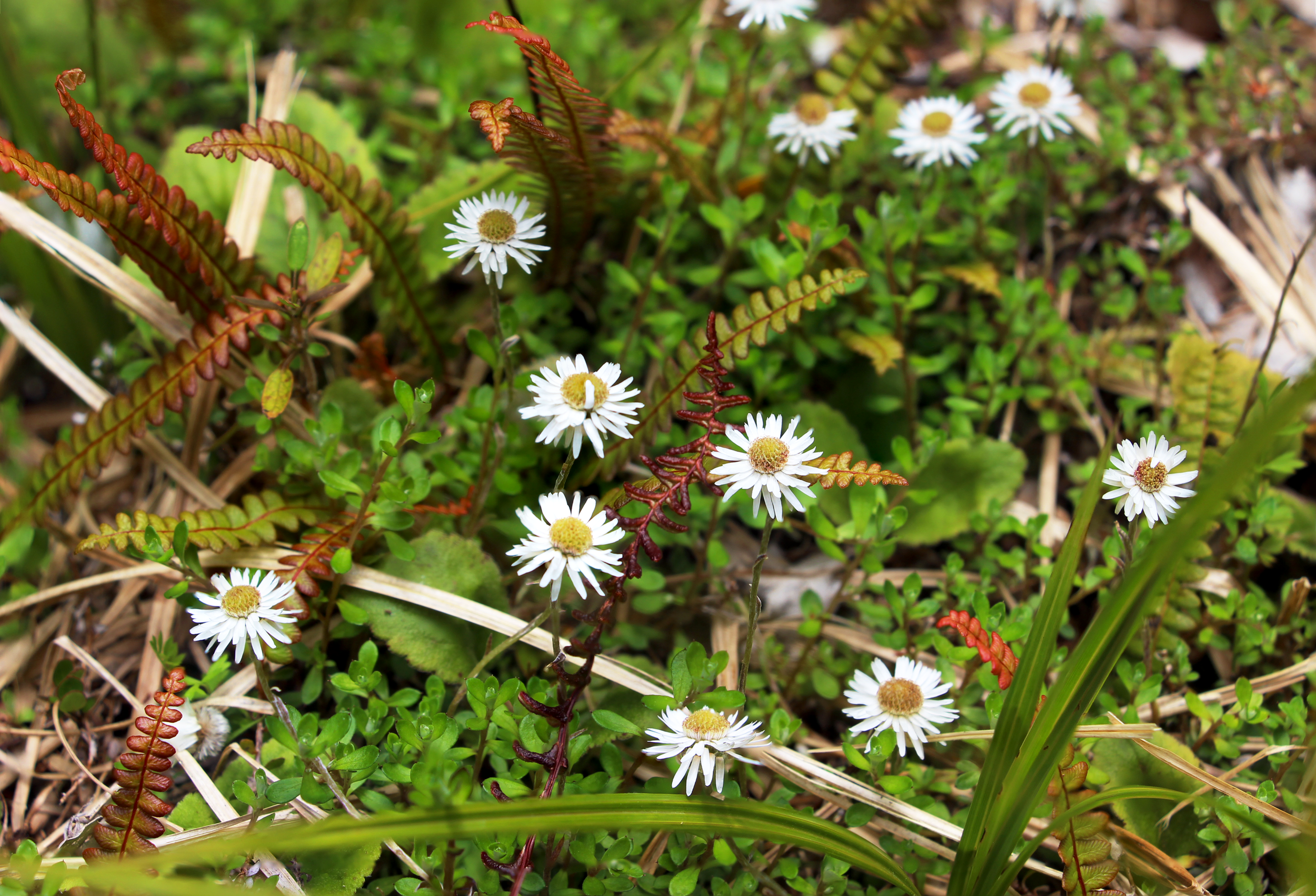 New Zealand Daisies.png