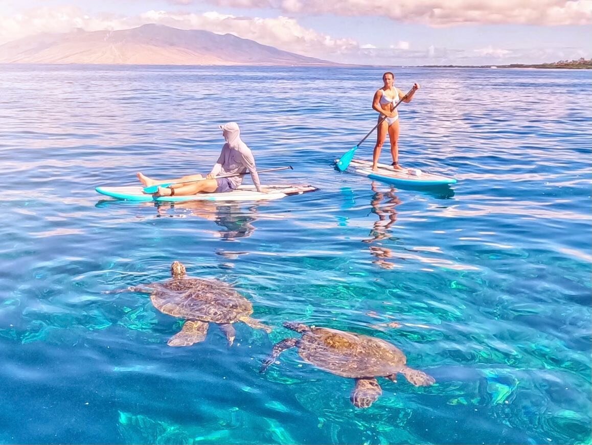 🤩🐢 Turtlepalooza today!! Such a gorgeous &amp; clear morning exploring with Jackson and Grace! More turtles out playing than you could count!! 🌺
#maui #hawaii #mauihawaii #turtles #honu #greenseaturtle #ocean #beach #islandvibes