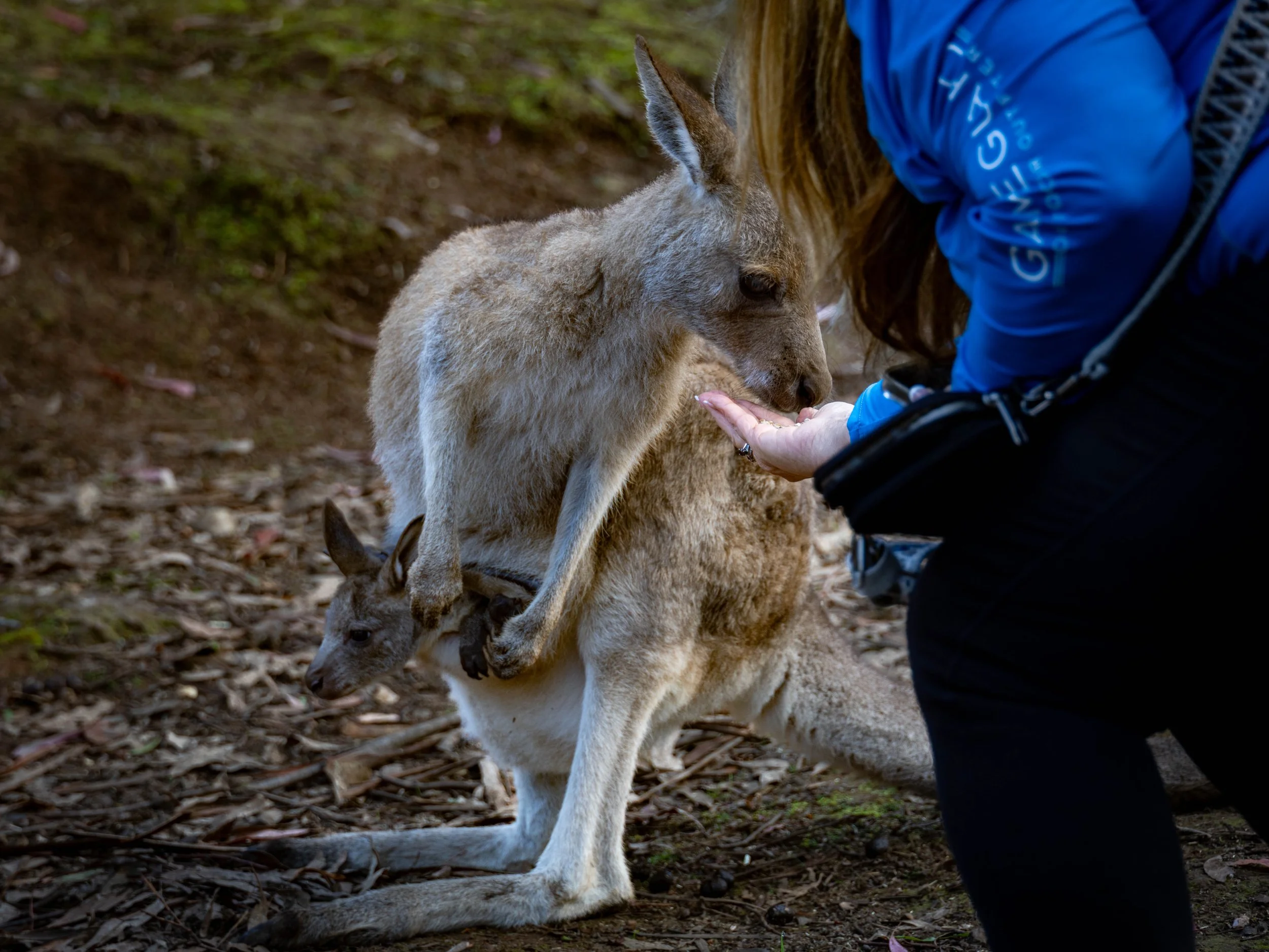 The Best Wildlife Sanctuaries in Tasmania