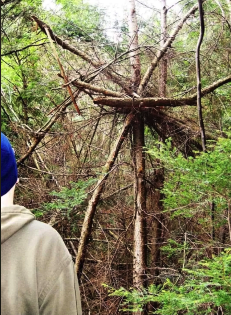 Bigfoot Tracks and Tree Structures Explained