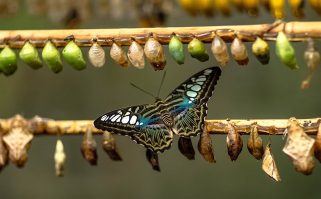butterfly amongst cocoons to show the transition